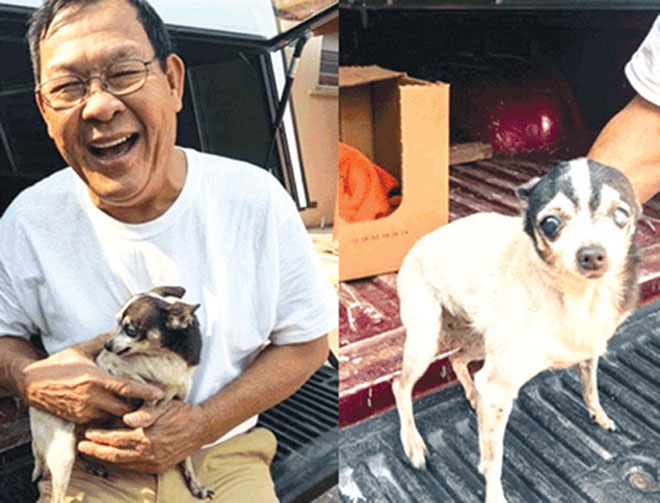 Chuyện về những chú chó dũng cảm cứu chủ - 1