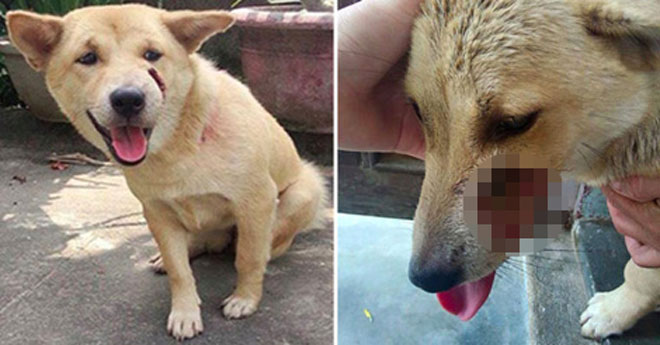 Chuyện về những chú chó dũng cảm cứu chủ - 2