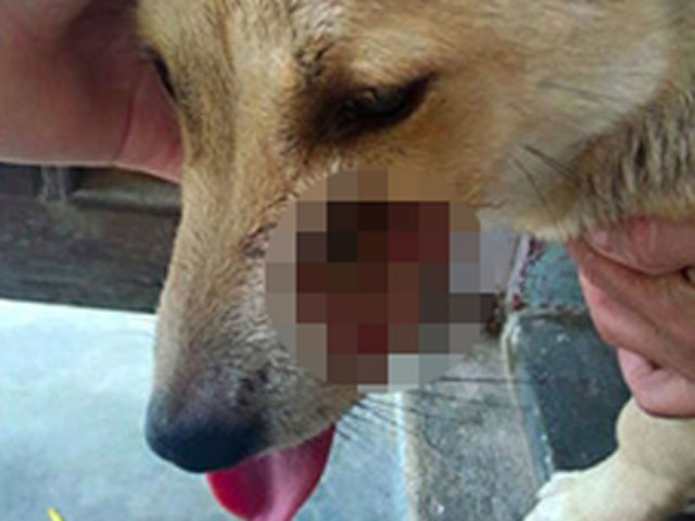 Tin tức trong ngày - Chuyện về những chú chó dũng cảm cứu chủ