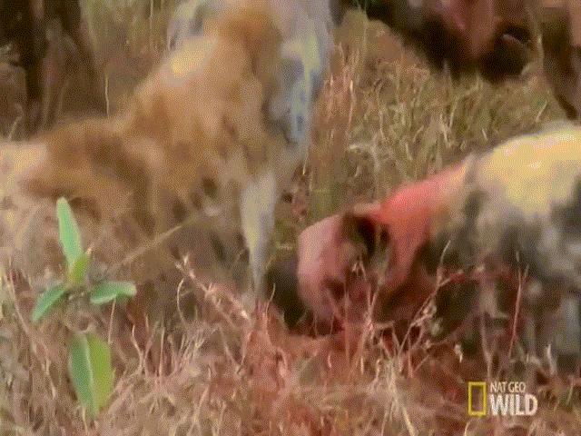 Thế giới - Video: Đàn chó hoang tung đòn dữ với linh cẩu dám đòi tranh phần