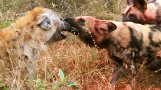 Video: Đàn chó hoang tung đòn dữ với linh cẩu dám đòi tranh phần - 1