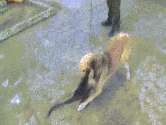 Thế giới - Cặp mẹ chó - con khỉ hiếm thấy trên thế giới