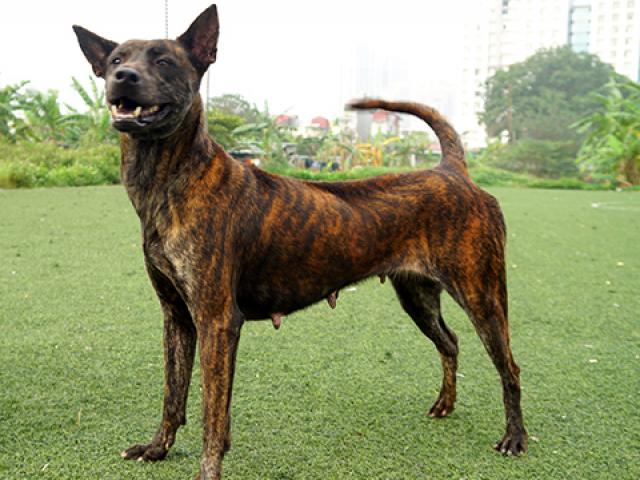 Tin tức trong ngày - Thực hư thông tin Việt Nam đang sở hữu giống chó thông minh nhất nhì thế giới