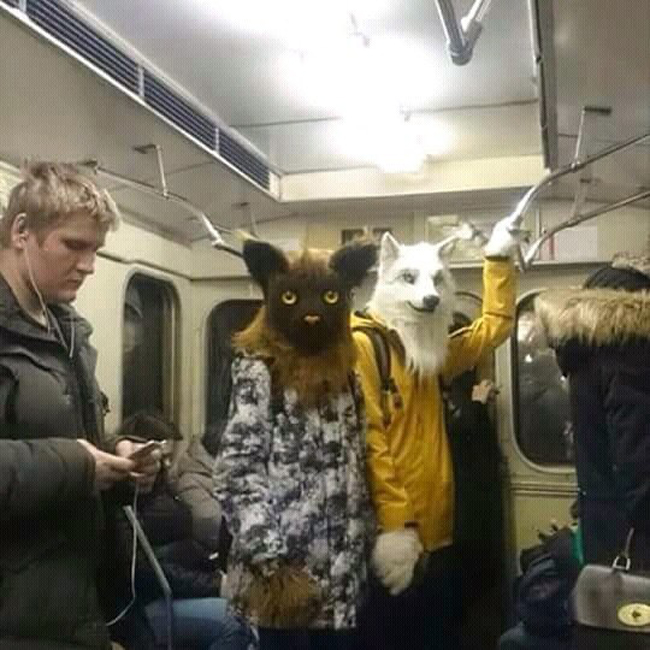 Wow, "chó mèo" ở đâu mà lại đi tàu điện ngầm vậy ta?
