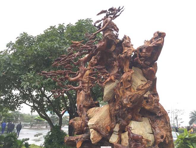 Ngắm gốc gỗ trai đỏ thế “Bạt phong hồi đầu” nghìn năm tuổi ở Hà Nội - 5