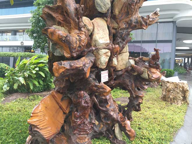 Ngắm gốc gỗ trai đỏ thế “Bạt phong hồi đầu” nghìn năm tuổi ở Hà Nội - 7