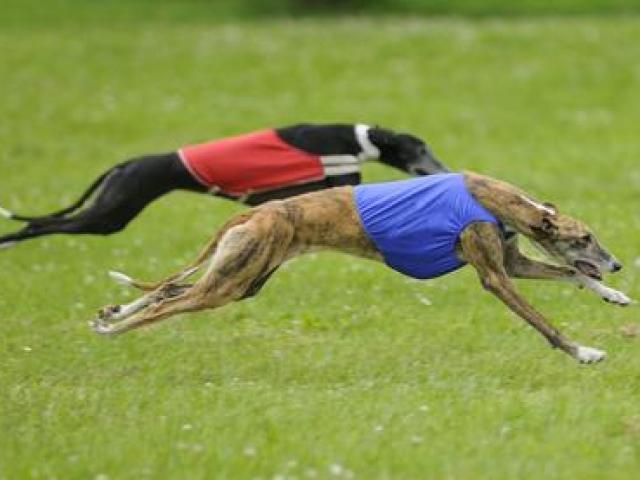 Thế giới - 10 giống chó chạy nhanh nhất thế giới
