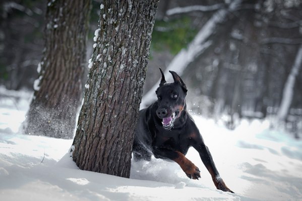 10 giống chó chạy nhanh nhất thế giới - 6