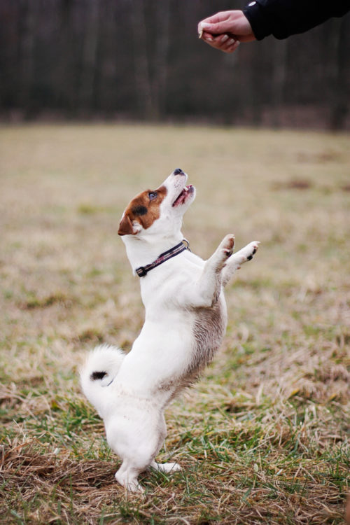 10 giống chó chạy nhanh nhất thế giới - 3