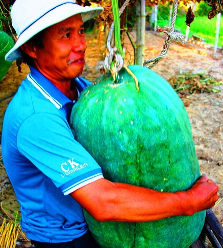 Giải mã bí ẩn vùng đất có những trái bí to hơn người - 2