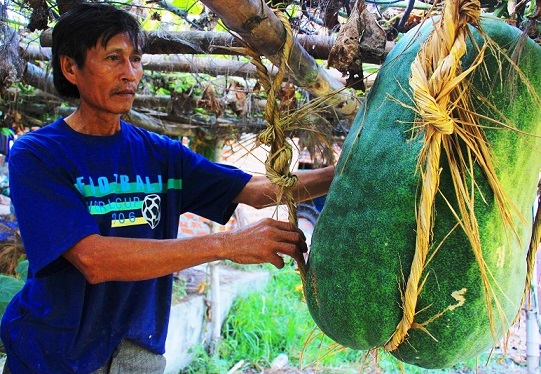 Giải mã bí ẩn vùng đất có những trái bí to hơn người - 4