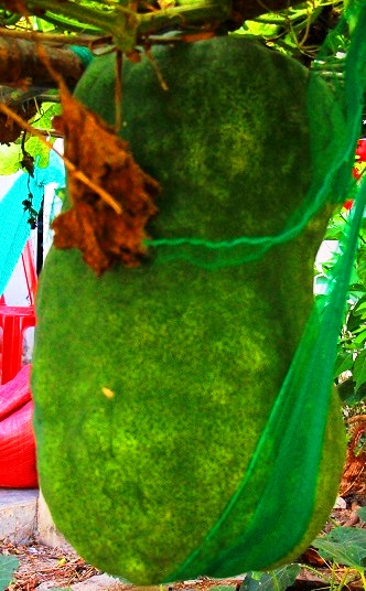 Giải mã bí ẩn vùng đất có những trái bí to hơn người - 6