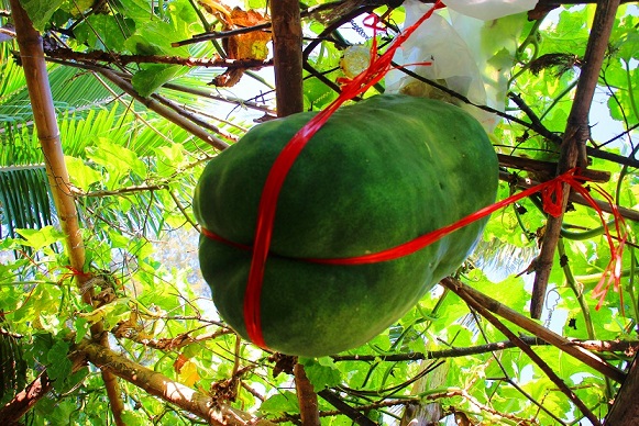 Giải mã bí ẩn vùng đất có những trái bí to hơn người - 7