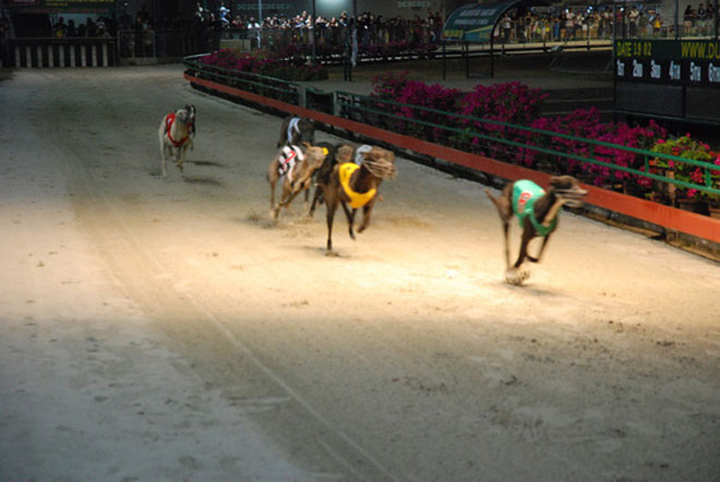 Đầu năm Mậu Tuất đi xem đua chó ở trường đua lớn nhất Đông Nam Á - 5