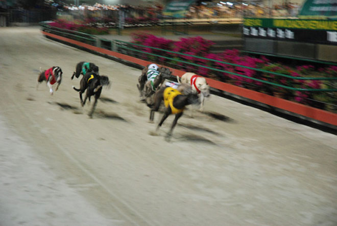 Đầu năm Mậu Tuất đi xem đua chó ở trường đua lớn nhất Đông Nam Á - 7