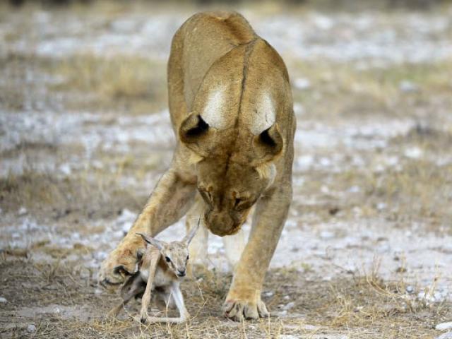Kì lạ sư tử cái chăm sóc linh dương sơ sinh như con đẻ
