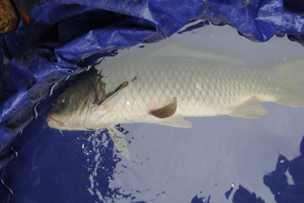 Sự thật về “cá thần” xuất hiện ngày mùng 1 Tết ở Nghệ An - 1