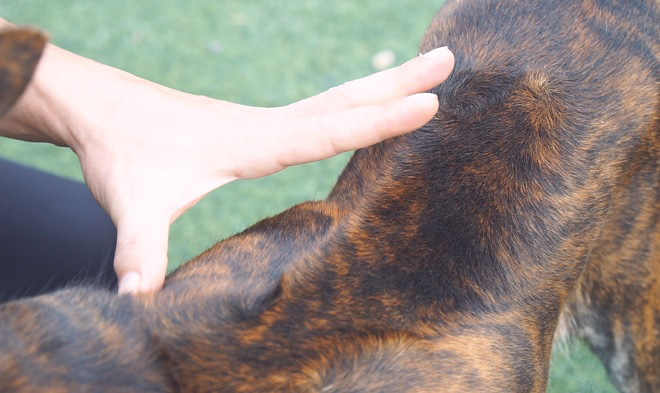 Cận cảnh giống chó có “lông mọc ngược” quý hiếm nhất Việt Nam - 5