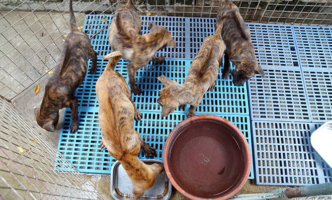 Cận cảnh giống chó có “lông mọc ngược” quý hiếm nhất Việt Nam - 2