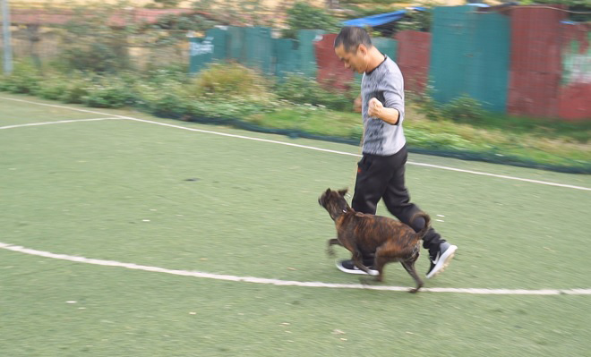 Cận cảnh giống chó có “lông mọc ngược” quý hiếm nhất Việt Nam - 4