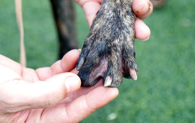 Cận cảnh giống chó có “lông mọc ngược” quý hiếm nhất Việt Nam - 7