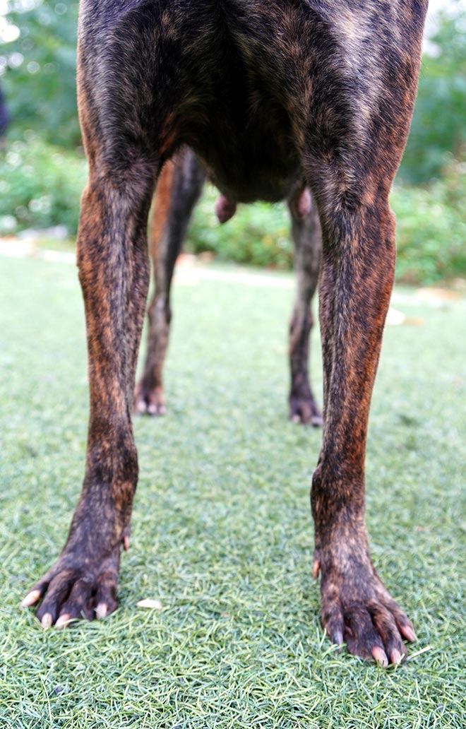 Cận cảnh giống chó có “lông mọc ngược” quý hiếm nhất Việt Nam - 9