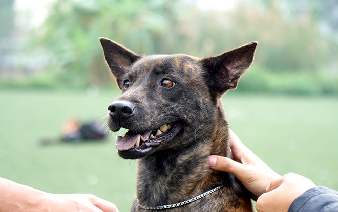 Cận cảnh giống chó có “lông mọc ngược” quý hiếm nhất Việt Nam - 10