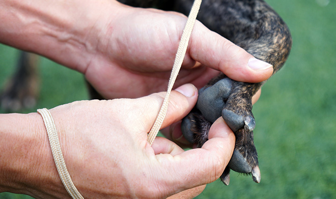 Cận cảnh giống chó có “lông mọc ngược” quý hiếm nhất Việt Nam - 8