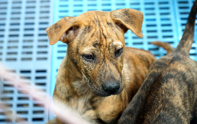 Cận cảnh giống chó có “lông mọc ngược” quý hiếm nhất Việt Nam - 11