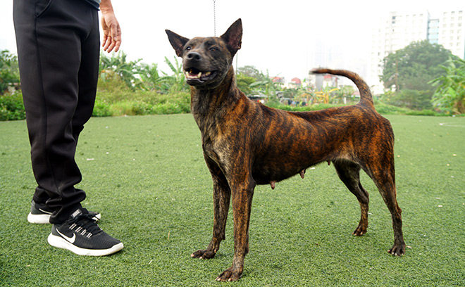 Cận cảnh giống chó có “lông mọc ngược” quý hiếm nhất Việt Nam - 12