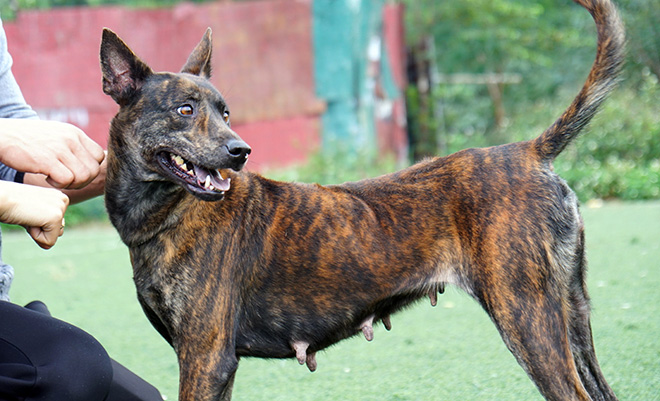 Cận cảnh giống chó có “lông mọc ngược” quý hiếm nhất Việt Nam - 6