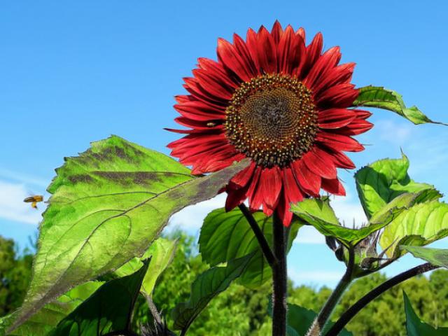 Thị trường - Tiêu dùng - "Cơn sốt" hoa hướng dương đỏ rực: Chị em săn "của lạ" trồng sau Tết