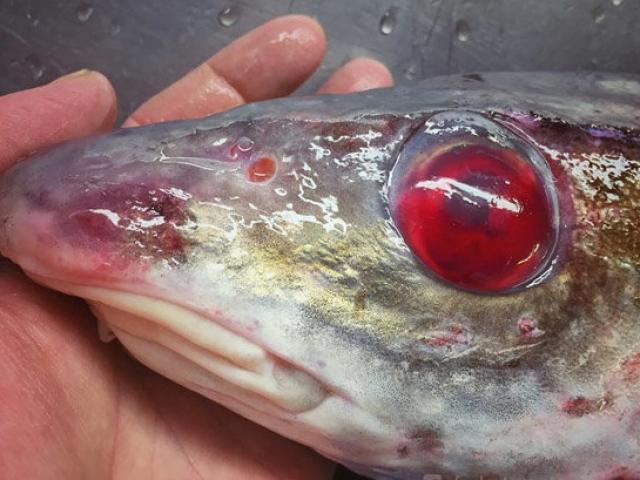 Phi thường - kỳ quặc - Bắt được “cá thây ma” kỳ dị với đôi mắt đỏ như máu