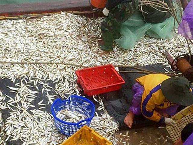 Ngư dân Quảng Trị trúng đậm 'lộc biển' đầu năm ra khơi