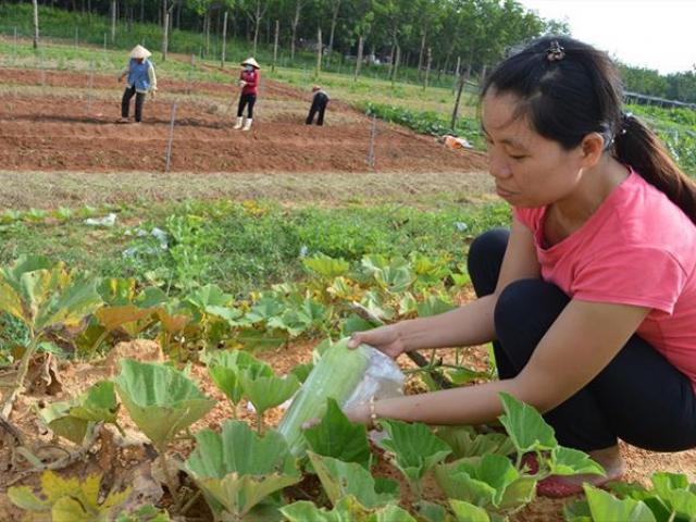 Thị trường - Tiêu dùng - Từ chối đi Úc làm tiến sỹ, về quê trồng rau