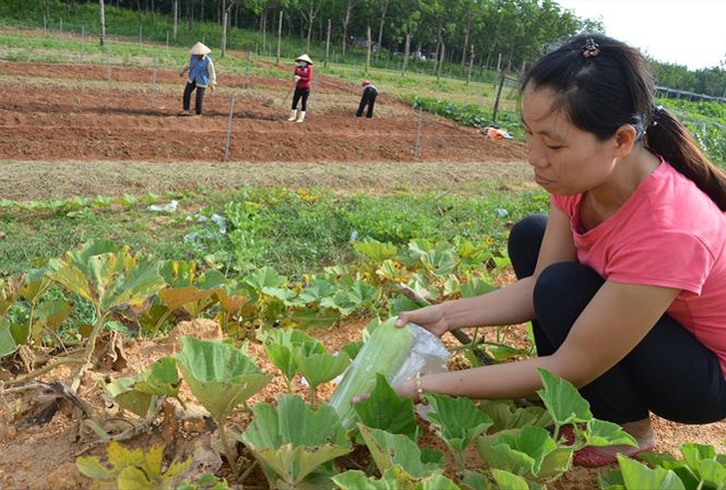 Từ chối đi Úc làm tiến sỹ, về quê trồng rau - 1
