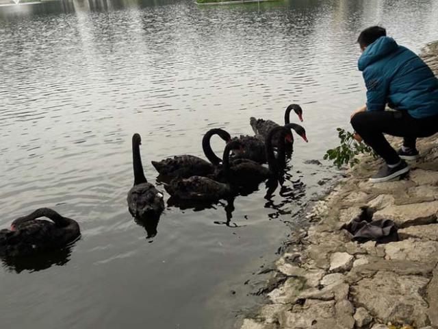 Tin tức trong ngày - Sau Tết, đàn thiên nga ở Hà Nội có biểu hiện “lạ”?