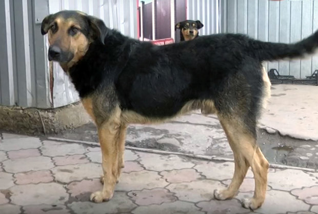 Bé gái bị đàn chó hoang tấn công, ăn thịt ở Ukraine - 2