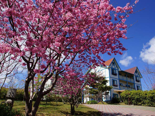 6 địa điểm tốt nhất để ngắm hoa anh đào ở Đài Loan - 1