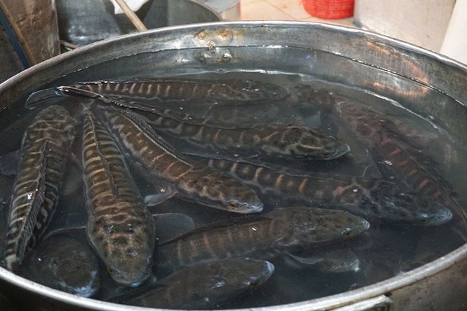 Nhộn nhịp chợ cá lóc trước ngày vía Thần tài - 3