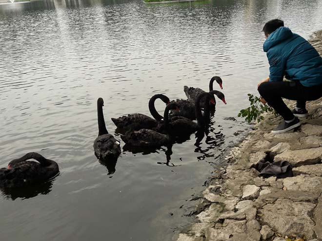 Sau Tết, đàn thiên nga ở Hà Nội có biểu hiện “lạ”? - 4