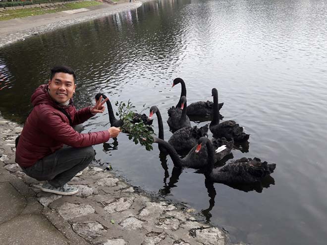 Sau Tết, đàn thiên nga ở Hà Nội có biểu hiện “lạ”? - 6