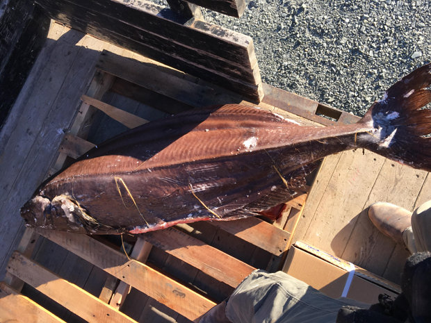 Cá “ngoài hành tinh” lạ chưa từng thấy trôi dạt bờ biển Mỹ - 2