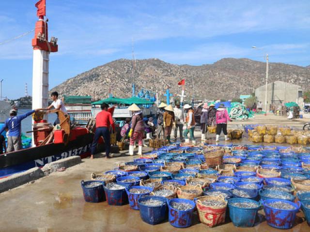 Thị trường - Tiêu dùng - Ngư dân Ninh Thuận trúng đậm cá cơm sau Tết