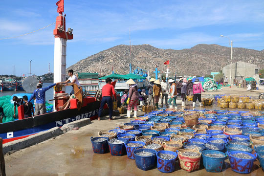 Ngư dân Ninh Thuận trúng đậm cá cơm sau Tết - 1