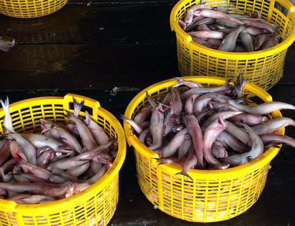 Sau Tết, cá khoai lên giá 105.000 đ/kg, ngư dân lãi 10 triệu/ngày - 5