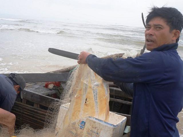 Thị trường - Tiêu dùng - Săn "vàng trắng", ngư dân xứ Quảng đếm bạc triệu mỗi ngày