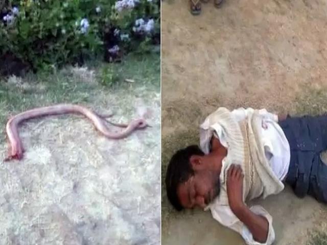 Ấn Độ: Cắn đứt đầu rắn để trả thù rồi lăn quay bất tỉnh