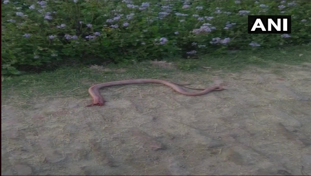 Ấn Độ: Cắn đứt đầu rắn để trả thù rồi lăn quay bất tỉnh - 2