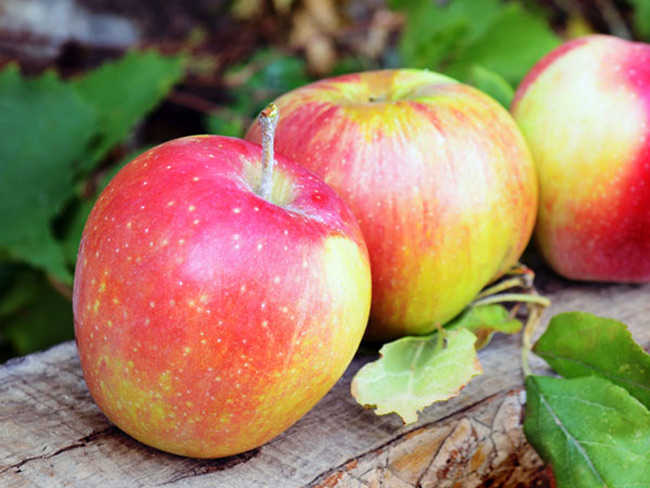4. Táo chứa flavonoid gây ức chế sự phát triển của vi khuẩn H. pylori. Một nghiên cứu đã chỉ ra rằng, ăn 1 quả táo mỗi ngày làm giảm nguy cơ cũng như tác động của bệnh viêm loét dạ dày.